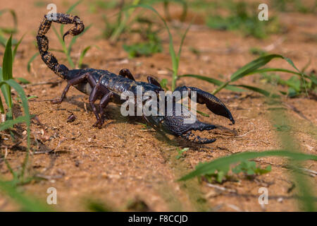 Un énorme scorpion noir indien Heterometrus swammerdami à Bandhavgarh Banque D'Images