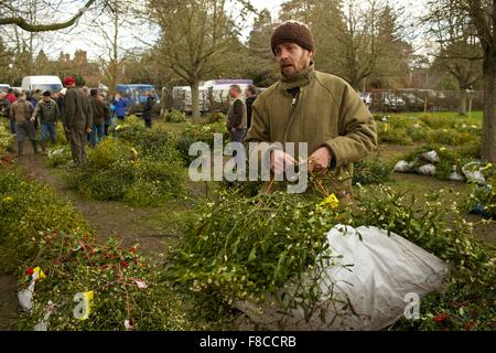 Le gui et le houx d'hiver annuel enchères avant Noël chaque année à Tenbury Wells Angleterre Worcestershire. Banque D'Images