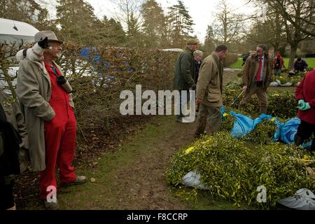 Le gui et le houx d'hiver annuel enchères avant Noël chaque année à Tenbury Wells Angleterre Worcestershire. Banque D'Images