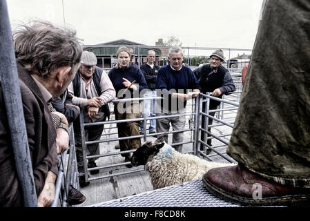 Marché aux bestiaux de Louth actioneers. Louth. Le Lincolnshire. L'Angleterre. UK. L'Europe Banque D'Images