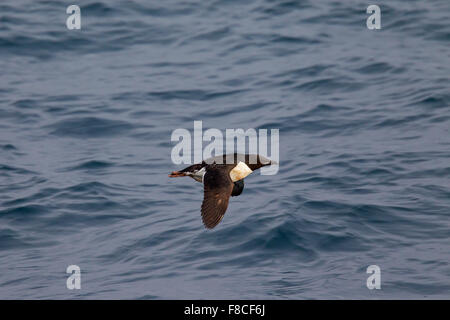 Guillemot de Brünnich guillemot de Brünnich / (Uria lomvia) en vol au-dessus de l'eau de mer, originaire de l'hémisphère Nord Banque D'Images