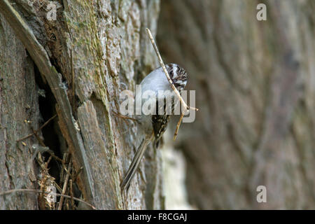 Bruant bruant commun / eurasien (Certhia familiaris) climbing tree trunk avec twig comme matériel de nidification en bec Banque D'Images