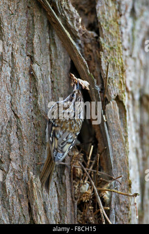 Bruant bruant commun / eurasien (Certhia familiaris) climbing tree trunk avec twig comme matériel de nidification en bec Banque D'Images