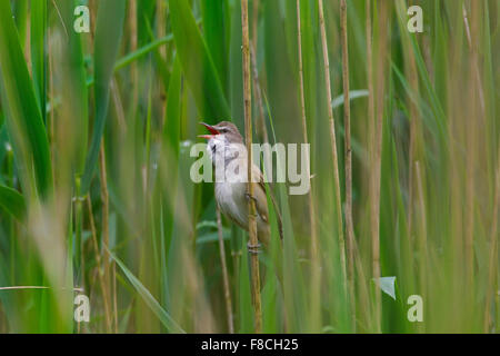 Grand reed warbler (Acrocephalus arundinaceus) mâle chantant de la tige de roseau dans la roselière au printemps Banque D'Images