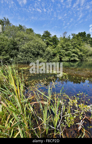 Peu d'Étangs Bradley, Devon Wildlife Trust ; réserver ; Devon UK Banque D'Images