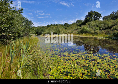 Peu d'Étangs Bradley, Devon Wildlife Trust ; réserver ; Devon UK Banque D'Images