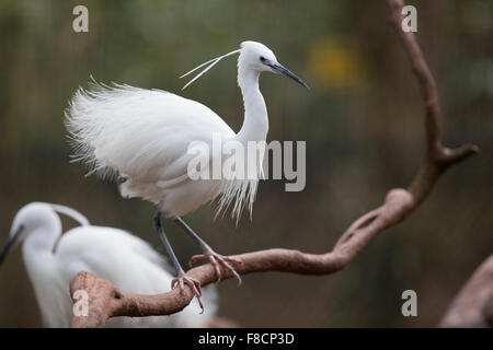 L'Aigrette garzette Egretta garzetta ; deux ; l'une sur une branche, Devon, UK Banque D'Images