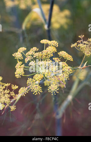 Foeniculum vulgare 'Purpureum'. Fenouil Bronze fleurs. Banque D'Images