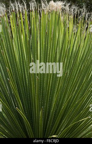 Les jeunes rosette de queue de Palm (pas un vrai palm) , Beaucarnea stricta, Agaveaceae, famille d'Agave Banque D'Images