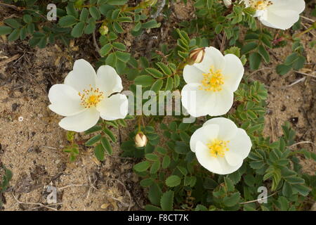 Burnett Rose, Rosa spinosissima, en fleurs sur les dunes de sable côtières. Banque D'Images