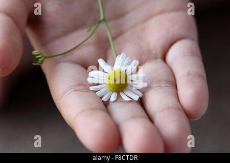 Close up of hand holding une fleur de camomille Banque D'Images