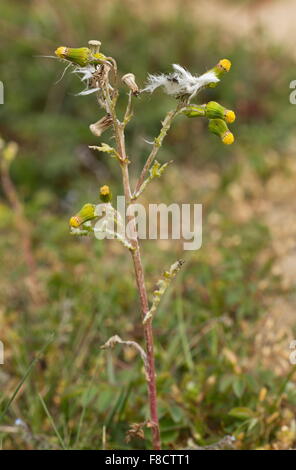 Le séneçon, Senecio vulgaris en fleurs et fruits. Mauvaises herbes annuelles communes. Banque D'Images