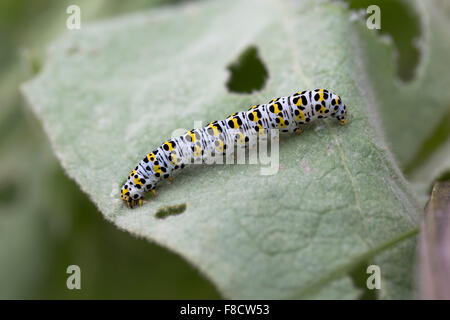 Mullein Moth ; Shargacucullia verbasci Caterpillar seul sur des feuilles de Molène, Cornwall, UK Banque D'Images