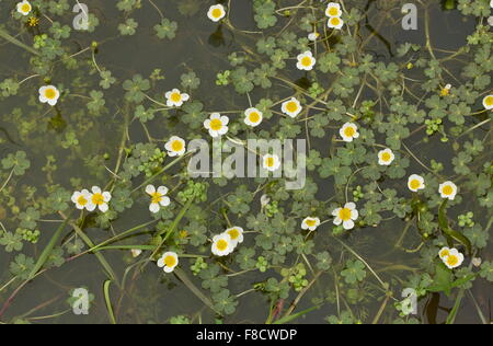 L'eau de bassin-crowfoot, Ranunculus peltatus en étang côtier. Banque D'Images