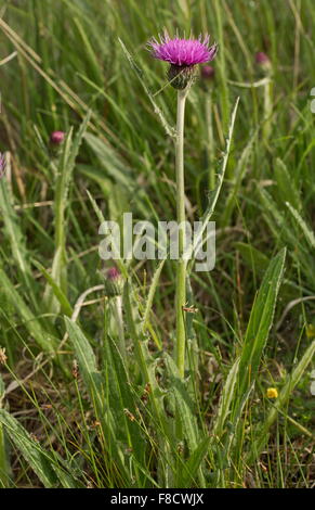 Thistle Cirsium dissectum, prairie, en fleurs en prairie humide, Normandie. Banque D'Images