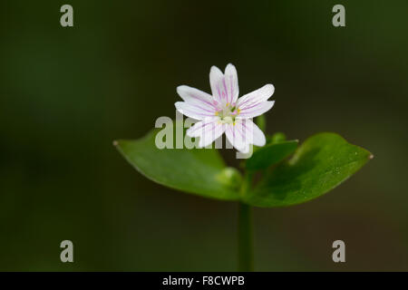 Pourpier Rose ; le Montia sibirica en fleur ; Cornwall, UK Banque D'Images