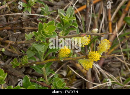 Willow, Salix repens rampante en fleur, dans dune humide-mou. Banque D'Images
