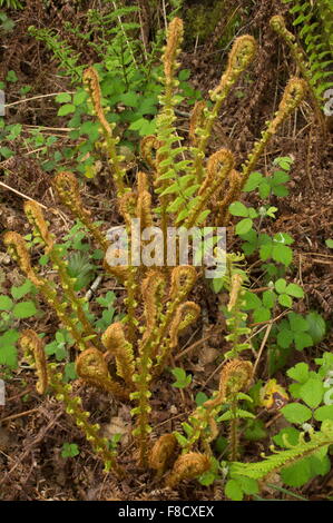 Fougère mâle écailleuse, Dryopteris affinis ssp. affinis, frondes avec vernation circinées, montrant (déploiement) au printemps. Banque D'Images