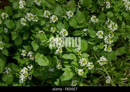 Le cresson à l'eau, Nasturtium officinale, en fleurs dans un fossé. Banque D'Images