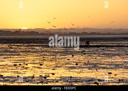 Whitstable, Kent, UK. 8 décembre 2015 : Météo France. Chercheurs d'appâts sur la plage à Whitstable à marée basse au coucher du soleil après une journée à jusqu'à 11C dans le sud-est. Des températures plus froides sont à prévoir pour les prochains jours de crédit : Alan Payton/Alamy Live News Banque D'Images