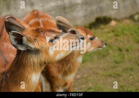 Portrait de l'Antilope sitatunga Banque D'Images