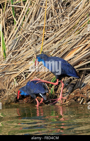 Un marécage pourpre-hen avec son grand pied sur l'arrière d'un autre marais mauve-poule contre une roselière au Portugal dans l'hiver Banque D'Images