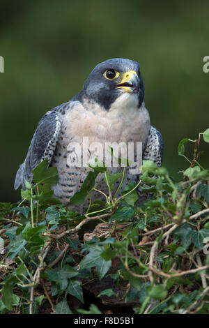 Le faucon pèlerin (Falco peregrinus) Banque D'Images