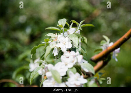 White apple blossoms en fleurs sur la branche d'un arbre dans le verger. Banque D'Images