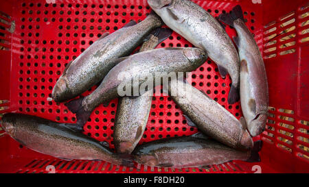 Close up de la truite fraîche poisson dans le panier en plastique rouge. La Bolivie Banque D'Images