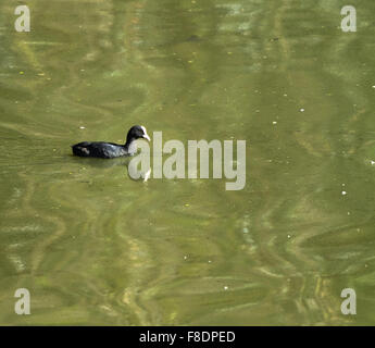 Foulque macroule, Fulica atra Foulque Banque D'Images