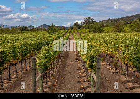 Vigne Raisin Raisin, vignes, vignoble, vignes, vue depuis, Darioush Winery, Silverado Trail, Napa Valley, Comté de Napa, Californie Banque D'Images