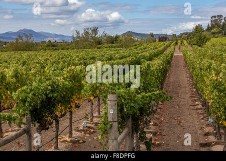 Vigne Raisin Raisin, vignes, vignoble, vignes, vue depuis, Darioush Winery, Silverado Trail, Napa Valley, Comté de Napa, Californie Banque D'Images