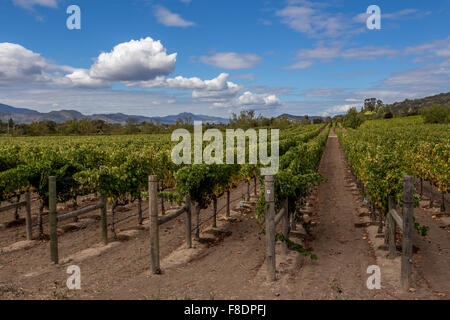 Vigne Raisin Raisin, vignes, vignoble, vignes, vue depuis, Darioush Winery, Silverado Trail, Napa Valley, Comté de Napa, Californie Banque D'Images