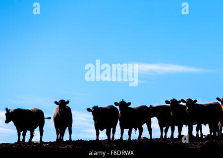 Groupe de vaches de l'élevage des silhouettes en terres agricoles, l'Uruguay Banque D'Images