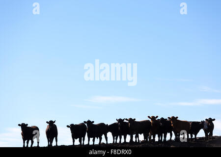 Groupe de vaches de l'élevage des silhouettes en terres agricoles, l'Uruguay Banque D'Images