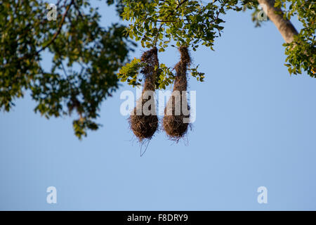 Deux oiseaux nid accroché sur un grand arbre tropical, Minca Banque D'Images