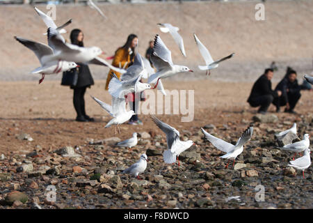 Qingdao, Chine, la province de Shandong. Dec 8, 2015. Les goélands sont vus sur la mer dans la ville de Qingdao, province de Shandong en Chine orientale, le 8 décembre 2015. Jiexian Crédit : Huang/Xinhua/Alamy Live News Banque D'Images