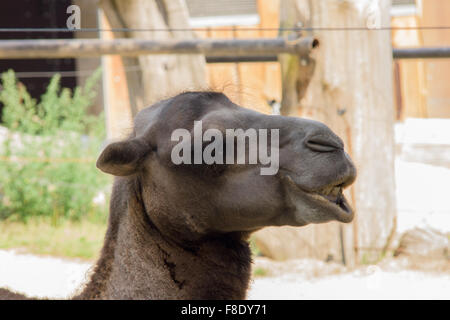 La photo du chef de l'obscurité camel broyer les aliments Banque D'Images