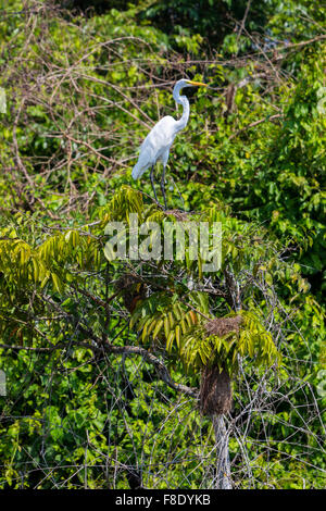 Grande Aigrette en vol près du lac Maracaibo, Venezuela Banque D'Images