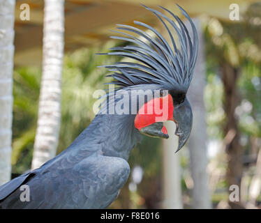 Probosciger aterrimus Palm, Cacatoès, également connu sous le nom de Goliath Cacatoès. Banque D'Images