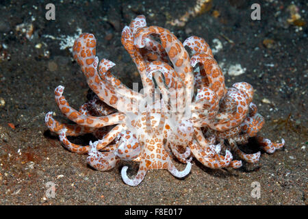 Nudibranche à énergie solaire, Phyllodesmium. longicirrum Tulamben, Bali, Indonésie. La mer de Bali, de l'Océan Indien Banque D'Images