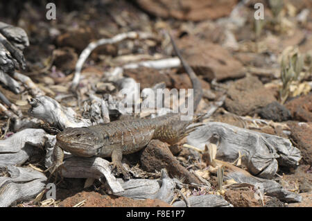 lézard des Canaries Banque D'Images