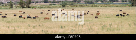 Élevage de vaches qui paissent Gaucho près de Cafayate, au nord-ouest de l'Argentine Banque D'Images