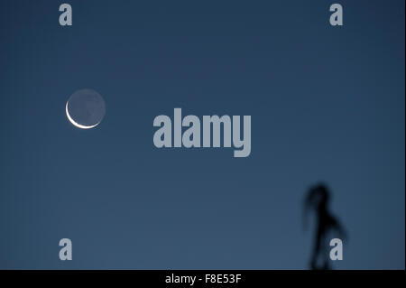 Wimbledon, Londres, Royaume-Uni. 9 Décembre, 2015. Une baisse de 4  % allumé cresent lune brille dans un ciel bleu clair matin tôt au-dessus d'un pin dans un jardin de la banlieue de Londres. Credit : Malcolm Park editorial/Alamy Live News Banque D'Images