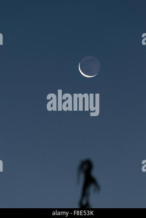 Wimbledon, Londres, Royaume-Uni. 9 Décembre, 2015. Une baisse de 4  % allumé cresent lune brille dans un ciel bleu clair matin tôt au-dessus d'un pin dans un jardin de la banlieue de Londres. Credit : Malcolm Park editorial/Alamy Live News Banque D'Images