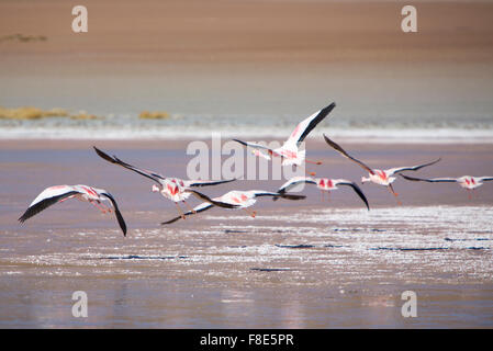 Groupe de flamants roses battant sur la lagune, Bolivie Banque D'Images