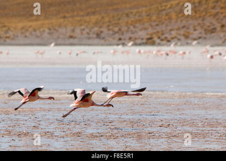 Groupe de flamants roses battant sur la lagune, Bolivie Banque D'Images