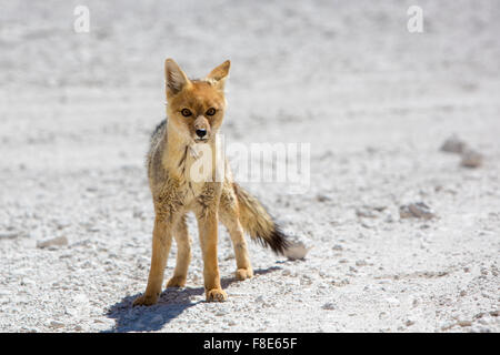 Fox andine à regarder l'appareil photo pendant la journée dans le désert d'Atacama, Bolivie Banque D'Images