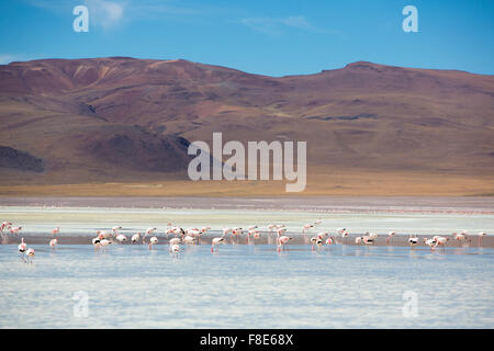 Groupe de flamants roses battant sur la lagune, Bolivie Banque D'Images