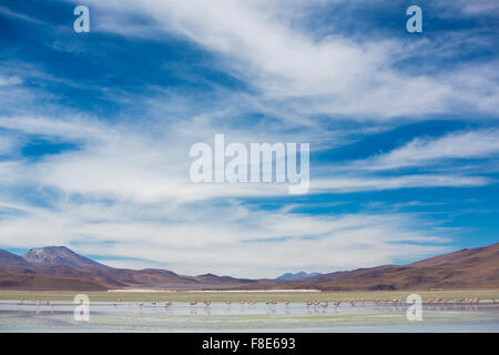 Groupe de flamants roses battant sur la lagune, Bolivie Banque D'Images